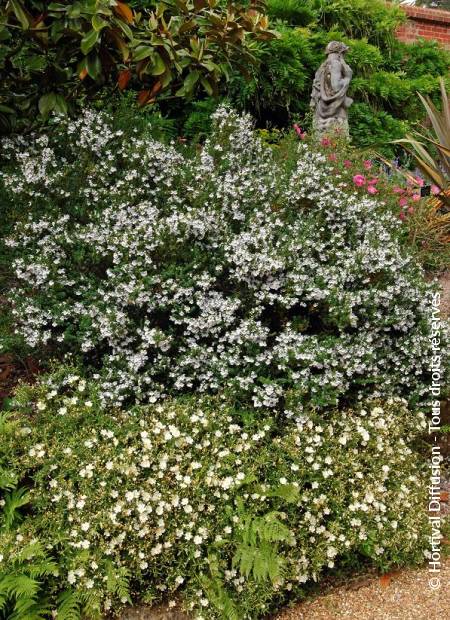 © Hortival Diffusion - Tous droits réservés