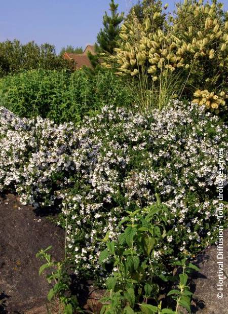 © Hortival Diffusion - Tous droits réservés