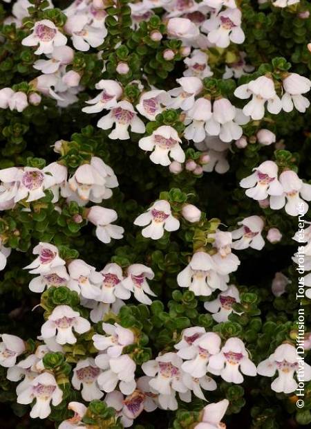 © Hortival Diffusion - Tous droits réservés