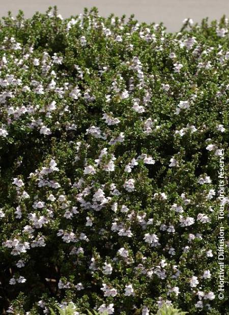 © Hortival Diffusion - Tous droits réservés