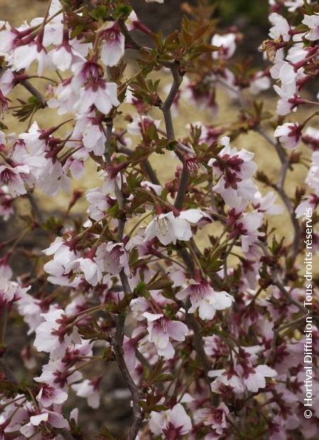 © Hortival Diffusion - Tous droits réservés