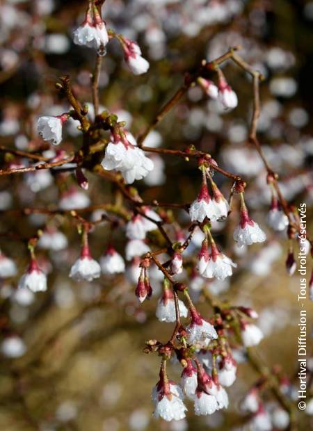 © Hortival Diffusion - Tous droits réservés