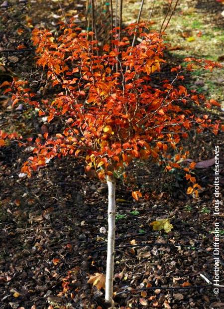 © Hortival Diffusion - Tous droits réservés