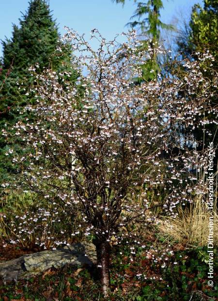 © Hortival Diffusion - Tous droits réservés