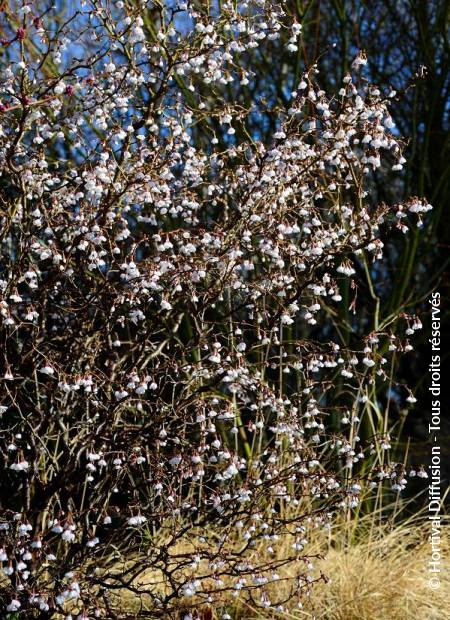 © Hortival Diffusion - Tous droits réservés