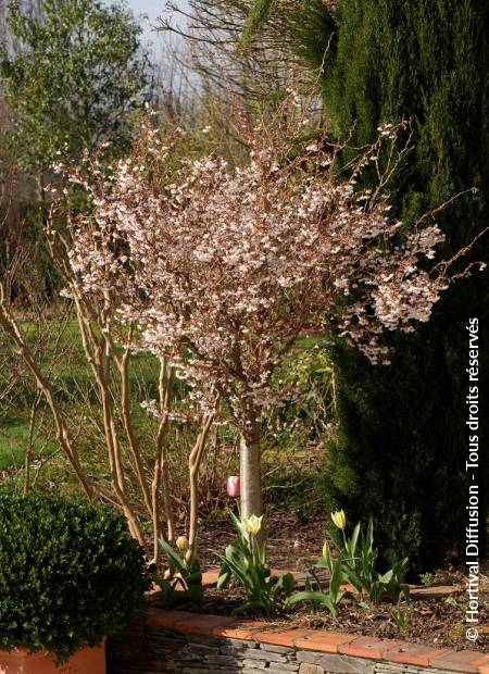 © Hortival Diffusion - Tous droits réservés