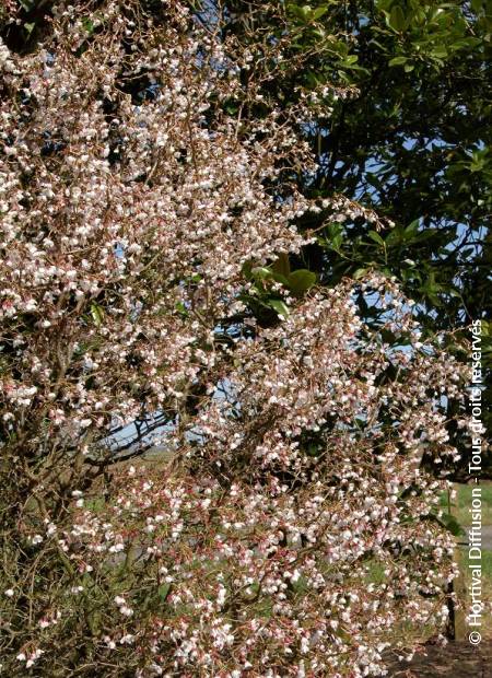 © Hortival Diffusion - Tous droits réservés