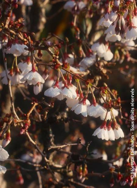 © Hortival Diffusion - Tous droits réservés