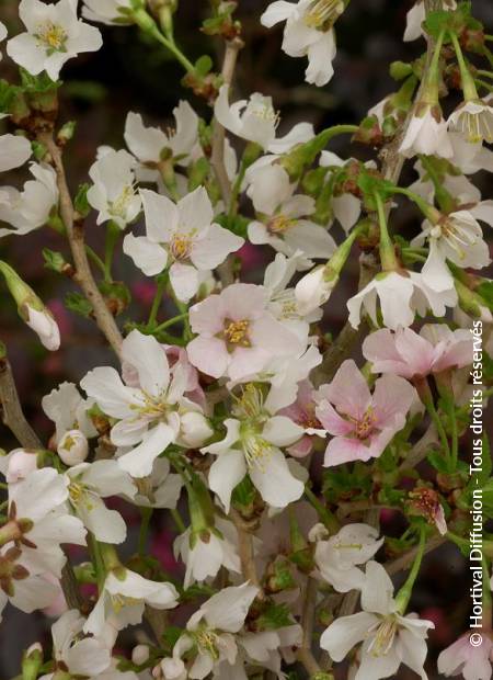 © Hortival Diffusion - Tous droits réservés