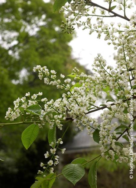 © Hortival Diffusion - Tous droits réservés