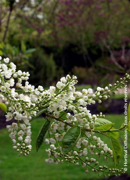 © Hortival Diffusion - Tous droits réservés