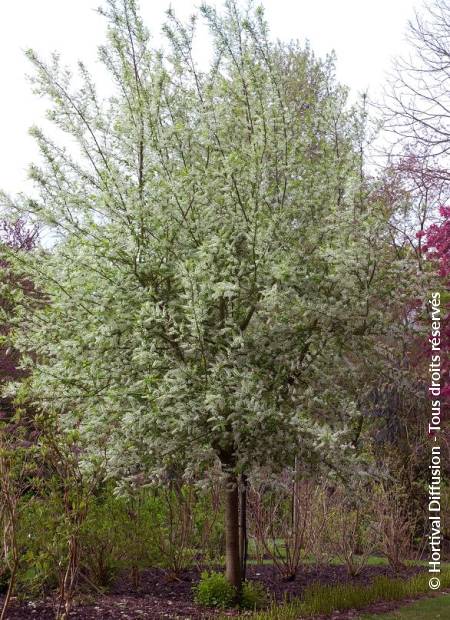 © Hortival Diffusion - Tous droits réservés