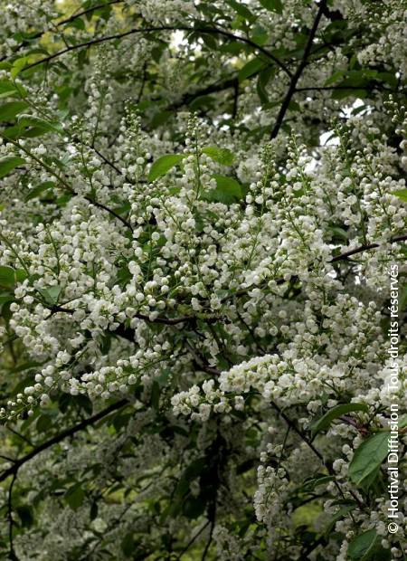 © Hortival Diffusion - Tous droits réservés