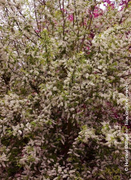 © Hortival Diffusion - Tous droits réservés