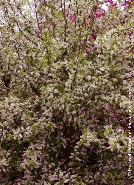 © Hortival Diffusion - Tous droits réservés