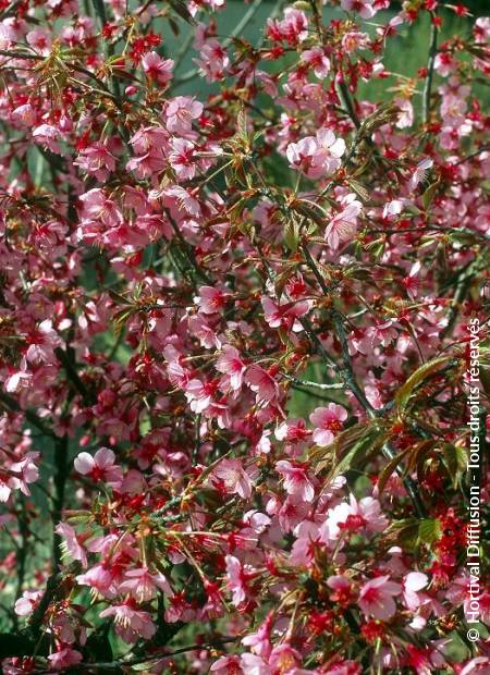 © Hortival Diffusion - Tous droits réservés