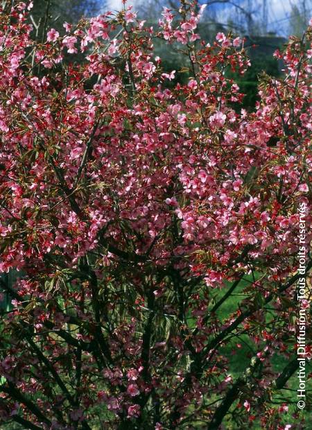 © Hortival Diffusion - Tous droits réservés