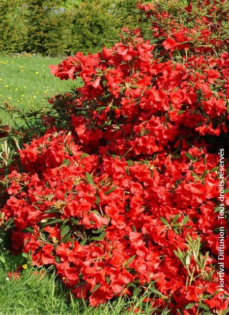 © Hortival Diffusion - Tous droits réservés