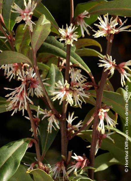 © Hortival Diffusion - Tous droits réservés