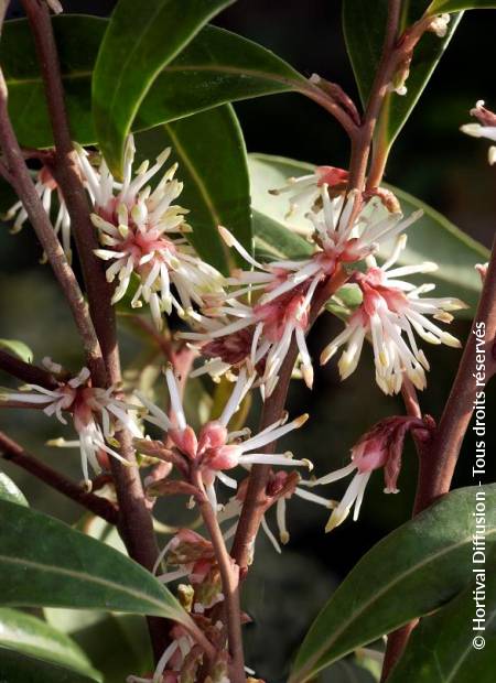 © Hortival Diffusion - Tous droits réservés