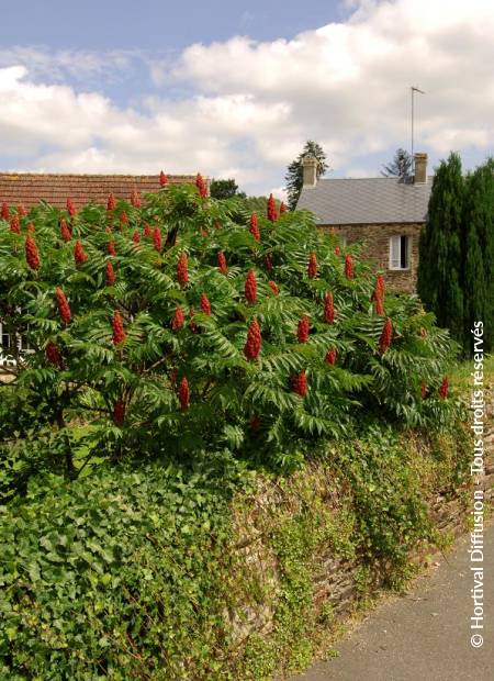 © Hortival Diffusion - Tous droits réservés