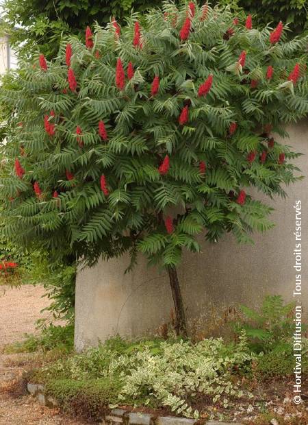 © Hortival Diffusion - Tous droits réservés