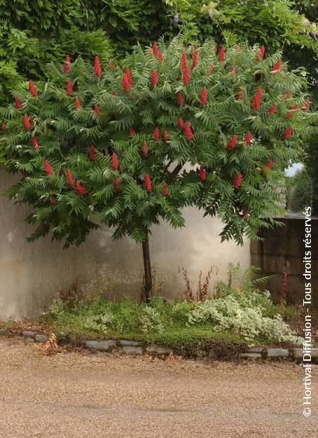 © Hortival Diffusion - Tous droits réservés