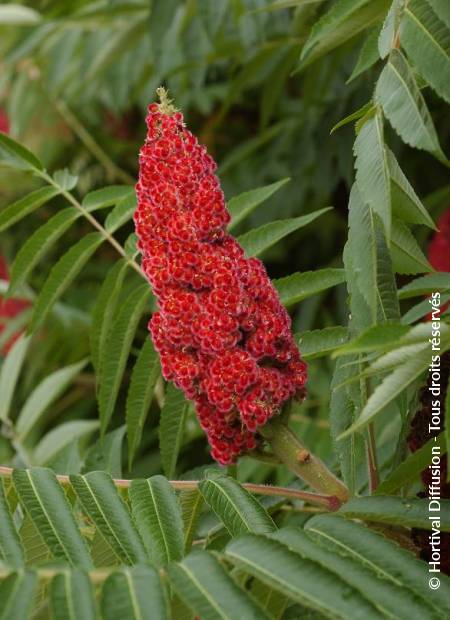 © Hortival Diffusion - Tous droits réservés