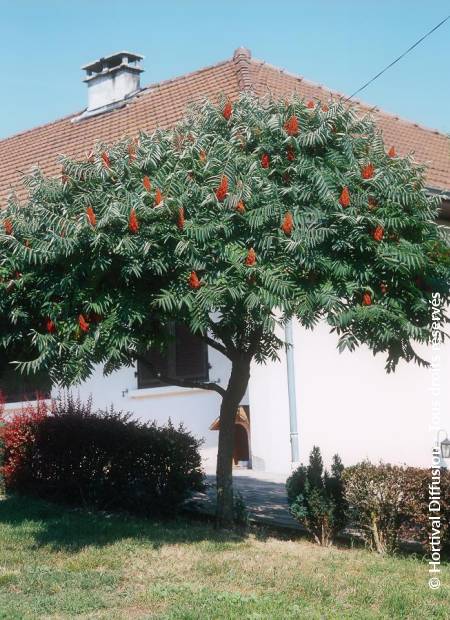 © Hortival Diffusion - Tous droits réservés