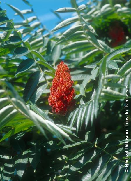 © Hortival Diffusion - Tous droits réservés