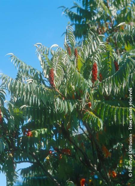 © Hortival Diffusion - Tous droits réservés