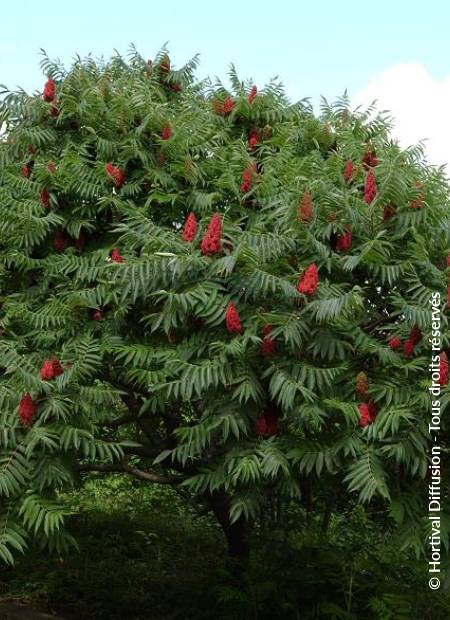 © Hortival Diffusion - Tous droits réservés