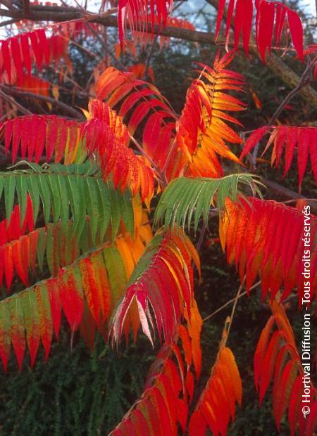 © Hortival Diffusion - Tous droits réservés