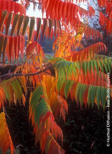 © Hortival Diffusion - Tous droits réservés