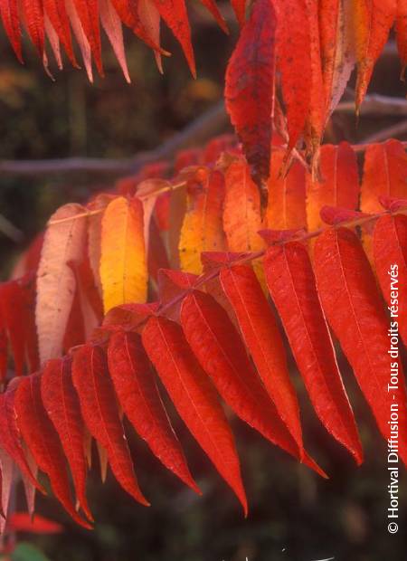 © Hortival Diffusion - Tous droits réservés