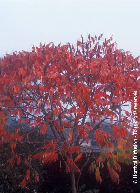 © Hortival Diffusion - Tous droits réservés