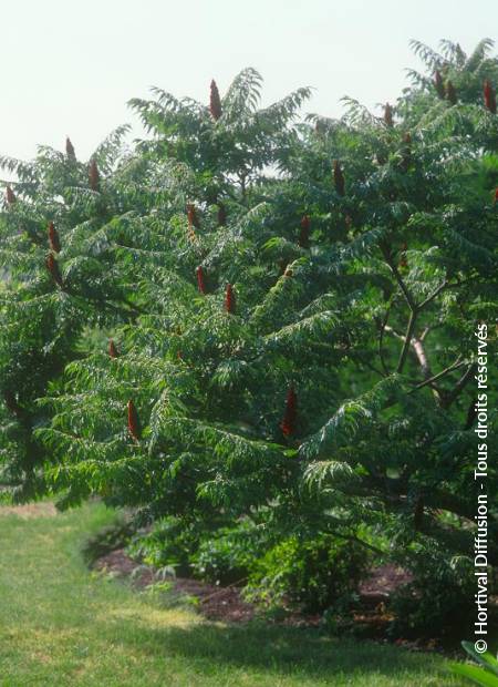 © Hortival Diffusion - Tous droits réservés