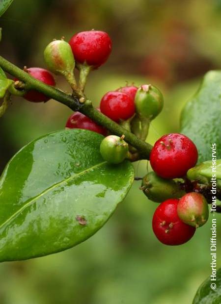 © Hortival Diffusion - Tous droits réservés