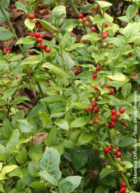 © Hortival Diffusion - Tous droits réservés