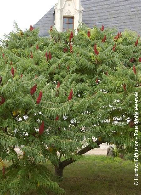 © Hortival Diffusion - Tous droits réservés