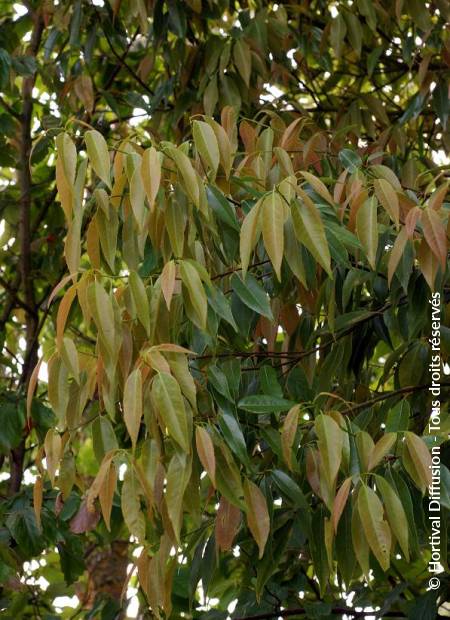 © Hortival Diffusion - Tous droits réservés