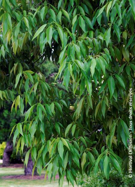 © Hortival Diffusion - Tous droits réservés