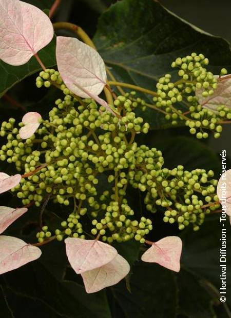 © Hortival Diffusion - Tous droits réservés