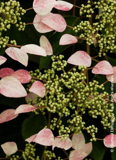 © Hortival Diffusion - Tous droits réservés