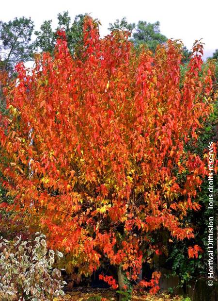 © Hortival Diffusion - Tous droits réservés