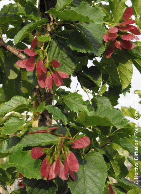 © Hortival Diffusion - Tous droits réservés