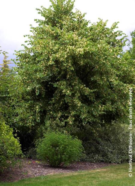 © Hortival Diffusion - Tous droits réservés