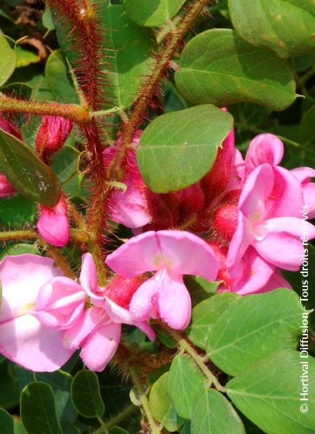 © Hortival Diffusion - Tous droits réservés