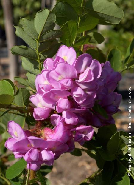 © Hortival Diffusion - Tous droits réservés