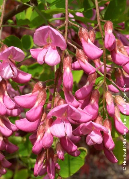 ROBINIA x margaretta CASQUE ROUGE 'Flemor